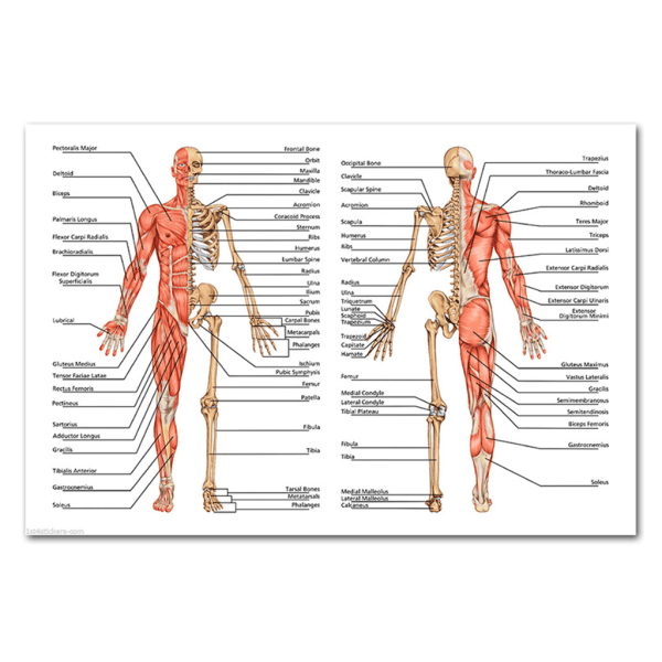 Anatomisk set - laminerat - muskulärt, skelett, matsmältningsorgan, andningsorgan null - 6