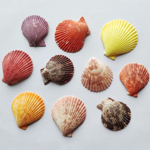 120g Naturlig Turbo Seashell Sea Conch Eremitt Krabbe Hus Akvarium Praktiske skjell Håndverk Dekorasjoner Fotografi Rekvisitter