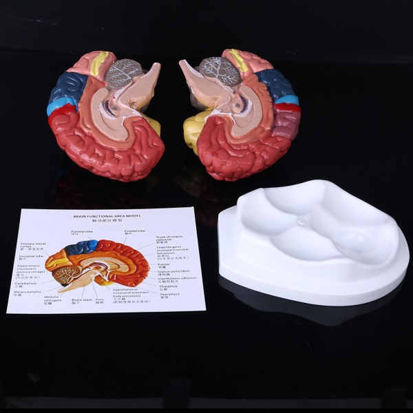 Människohjärnans funktionsområdesmodell i naturlig storlek Anatomi för naturvetenskap Klassrumsstudie Display Undervisning