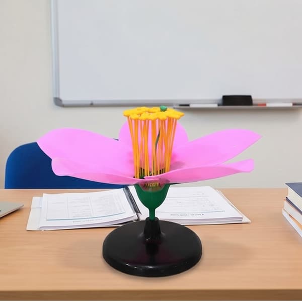 Forstørret anatomisk ferskenblomstmodel til undervisningsdemonstration i klasseværelset