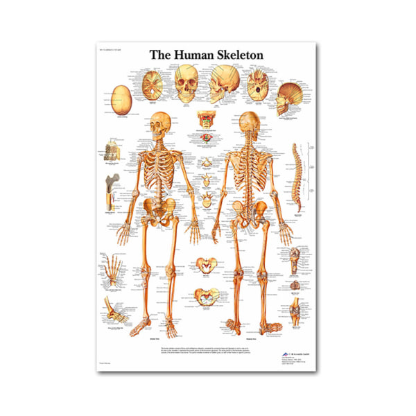 Anatomisk set - laminerat - muskulärt, skelett, matsmältningsorgan, andningsorgan null - 6