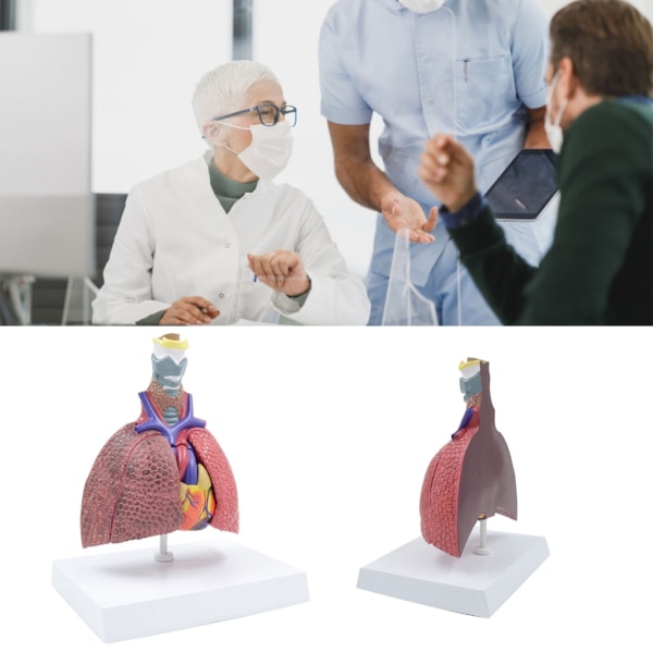 Anatomisk patologisk lungemodell Respirasjonssystemmodell for sykehus