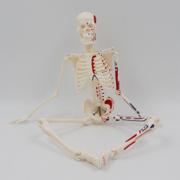 Färgad mini mänskligt skelettmodell Färgad 45 cm höjd för medicinsk undervisning Lärande Barn Lärande Utbildning Visningsverktyg