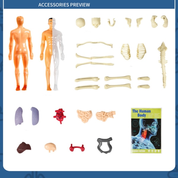 Mänsklig bålkropp Anatomi Skelett modell med avtagbara delar för barn Förskolemedicinska utbildningsmaterial null - T