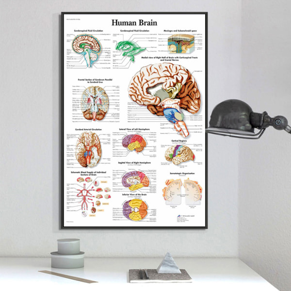 Anatomisk illustration av den mänskliga hjärnan affisch, duk, stor storlek. För klassrum, kliniker, sjukhus, läkarmottagningar 60X80cm