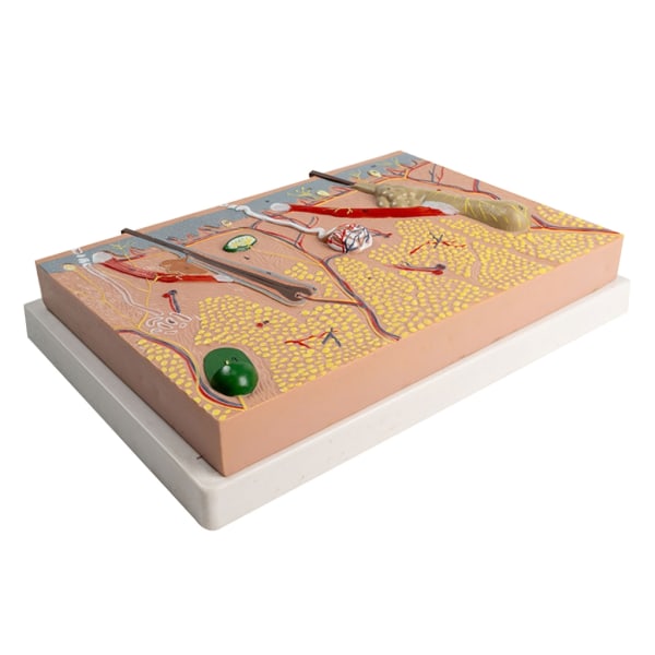 Anatomisk Hudmodel 3D Hud Læremidler Model, Menneskehud Anatomimodel Menneskehudstruktur Anatomisk model