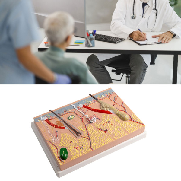 Anatomisk Hudmodel 3D Hud Læremidler Model, Menneskehud Anatomimodel Menneskehudstruktur Anatomisk model