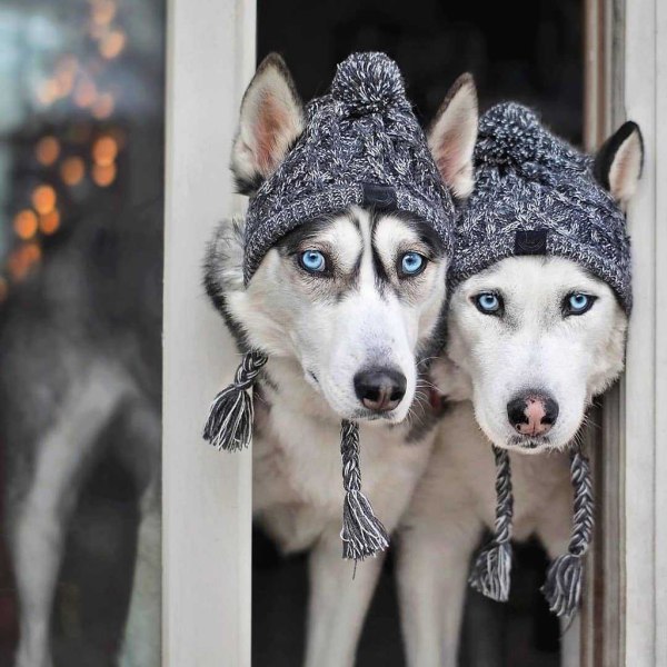 Vinter varm hundmössa Vindtät Puffy Ball Husdjurshuvudbonad för små medelstora franska bulldogg stickad cap M