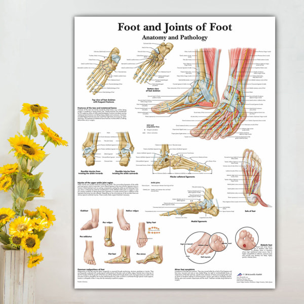 Stor illustration Anatomisk affisch av den mänskliga fotens skelettmuskel 60X80cm
