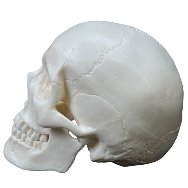 Naturlig storlek Människoskalle Huvud Modell Människoskalle Anatomisk modell Medicinsk kvalitet,Fristående cap 2 delar