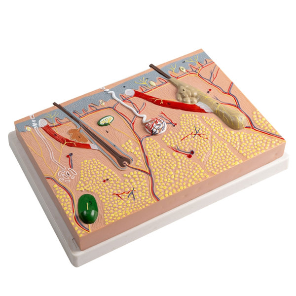Anatomisk Hudmodel 3D Hud Læremidler Model, Menneskehud Anatomimodel Menneskehudstruktur Anatomisk model