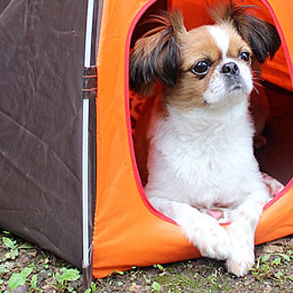 Kæledyrstelt Blød Seng Ly Vaskbar Hule Hunde Hus Katte Små Hunde Seng
