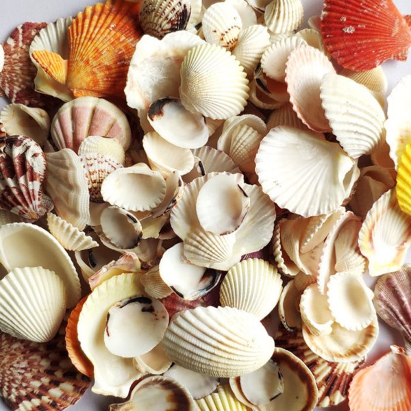 120g Natural Turbo Seashell Sea kotilo Erakkoraputalo Akvaario Käytännölliset kuoret Käsityöt Koristeet Valokuvaustarvikkeet