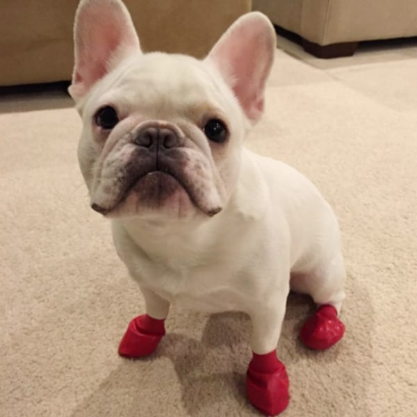 Hunde Gummistøvler Vandtætte Anti-slip Puppy Booties Pet Hunde Sko til Hund S/for Orange S