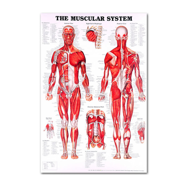 Anatomisk plakatsæt - lamineret - muskulært, skelet, fordøjelse, åndedræt