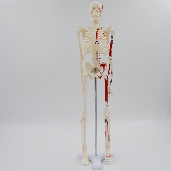 Färgad mini mänskligt skelettmodell Färgad 45 cm höjd för medicinsk undervisning Lärande Barn Lärande Utbildning Visningsverktyg