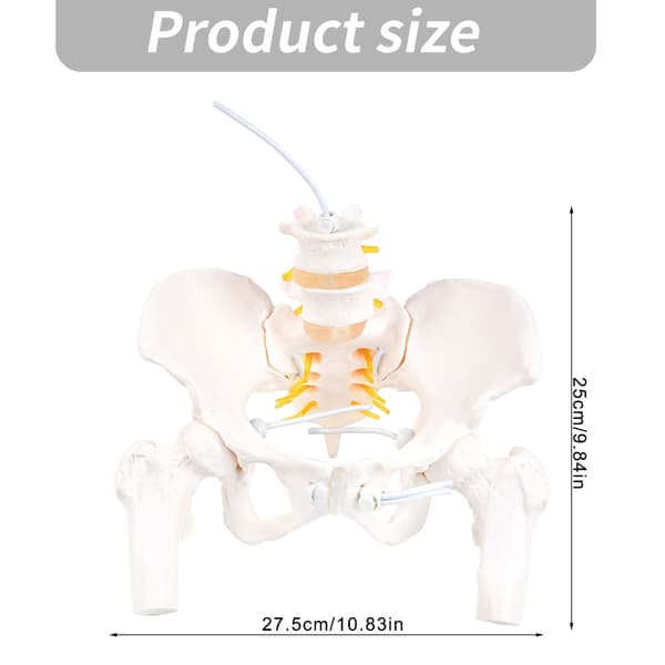 Nerver Anatomisk Model Anatomi Videnskab Studie Display Undervisning Medicinsk Model