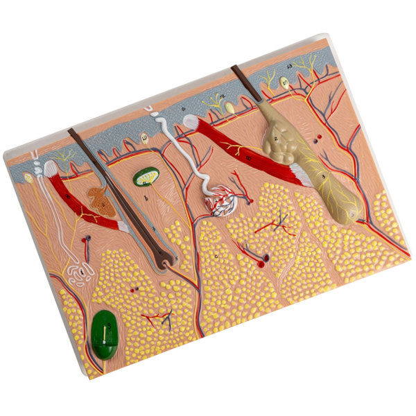 Anatomisk Hudmodel 3D Hud Læremidler Model, Menneskehud Anatomimodel Menneskehudstruktur Anatomisk model