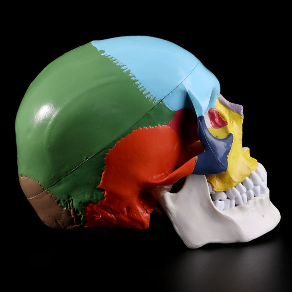 Livsstorlek färgglad mänsklig skalle modell Anatomisk anatomi Medicinsk undervisning skelett