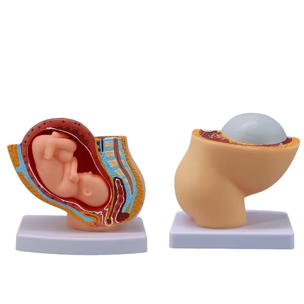 Anatomisk graviditetsfosterudviklingsmodel 1:3 skala kvindelig bækkenmodel