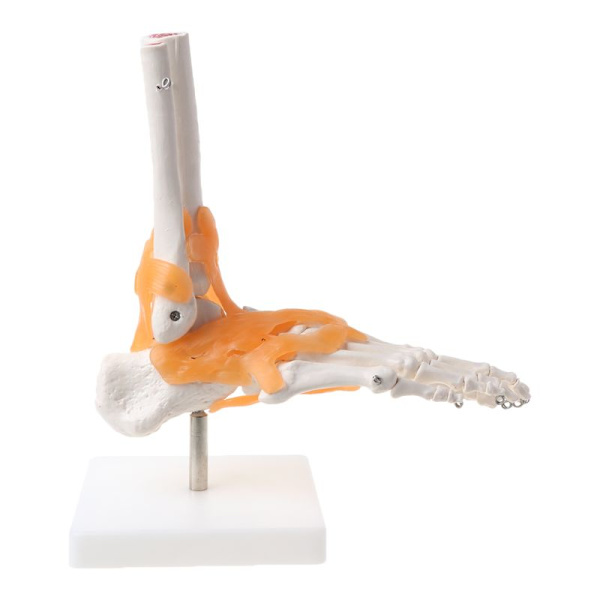 1: 1 Menneskelige Skelet Menneskelige Model Led Medicinsk Anatomi Ankelligament Anatomisk