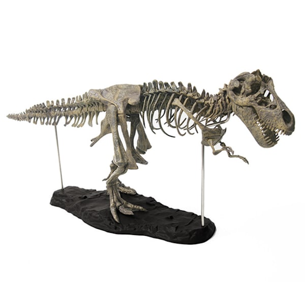 Levende Dinosaur Modell Bein Forhistorisk Dino Skjelett Figur Zoo Boutique Butikk Forsyning Miniatyr Statue Classroom Award