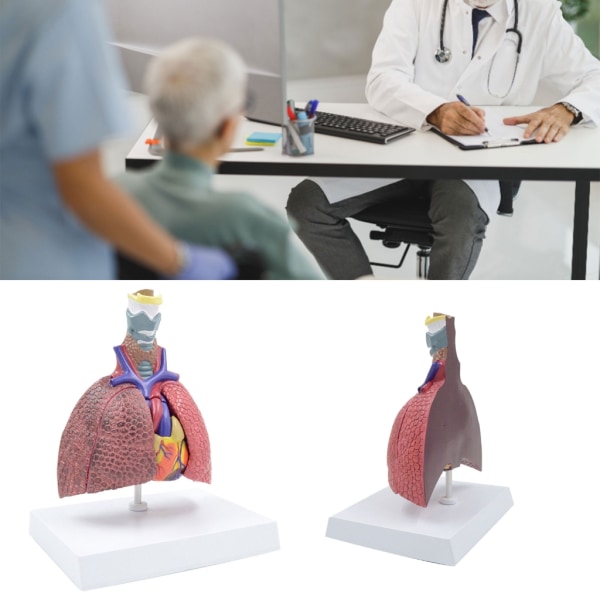 Anatomisk patologisk lungemodel Åndedrætssystemmodel for hospital