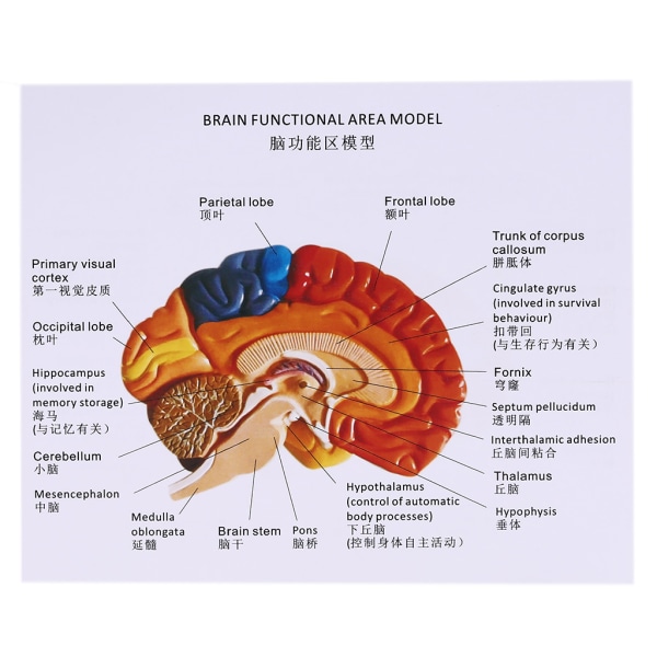 Människohjärnans funktionsområdesmodell i naturlig storlek Anatomi för naturvetenskap Klassrumsstudie Display Undervisning