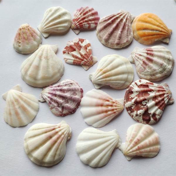 120g Natural Turbo Seashell Sea kotilo Erakkoraputalo Akvaario Käytännölliset kuoret Käsityöt Koristeet Valokuvaustarvikkeet
