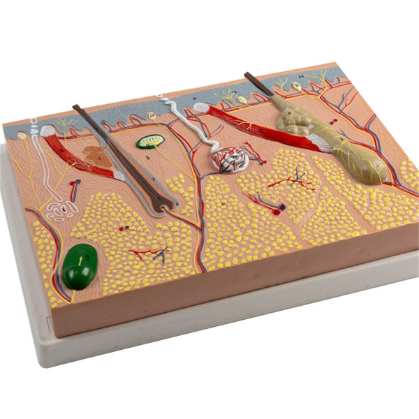 Anatomisk Hudmodel 3D Hud Læremidler Model, Menneskehud Anatomimodel Menneskehudstruktur Anatomisk model