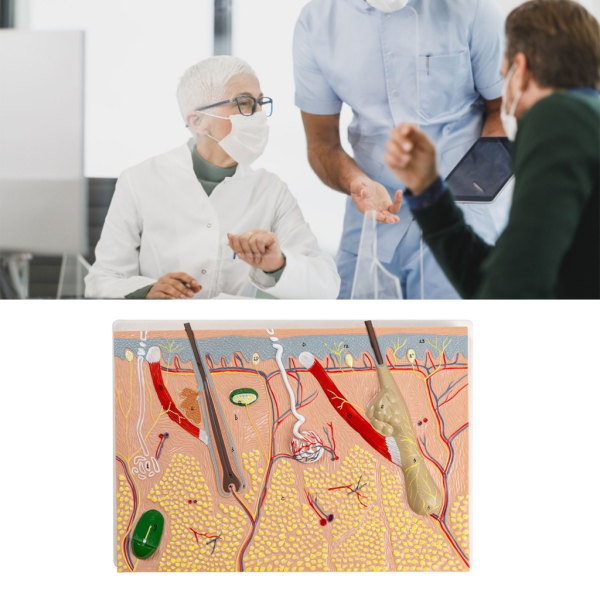 Anatomisk Hudmodel 3D Hud Læremidler Model, Menneskehud Anatomimodel Menneskehudstruktur Anatomisk model