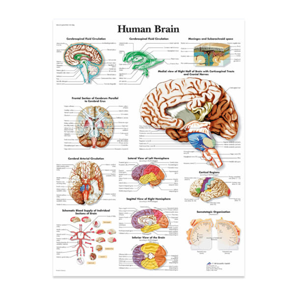 Anatomisk illustration av den mänskliga hjärnan affisch, duk, stor storlek. För klassrum, kliniker, sjukhus, läkarmottagningar 60X80cm