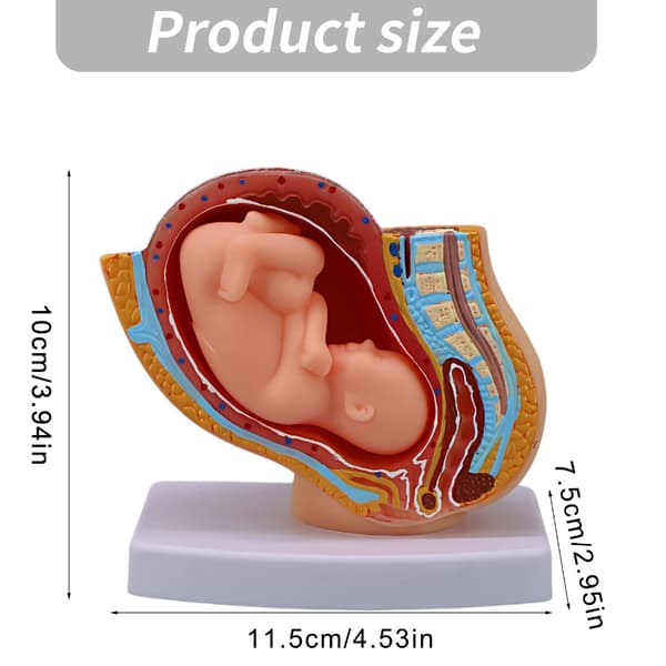Anatomisk graviditetsfosterudviklingsmodel 1:3 skala kvindelig bækkenmodel