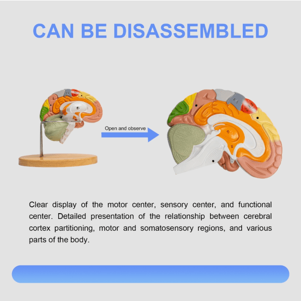 Human Brain Anatomy Model viser hjerne, cerebellum, hjernestamme