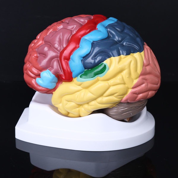 Människohjärnans funktionsområdesmodell i naturlig storlek Anatomi för naturvetenskap Klassrumsstudie Display Undervisning