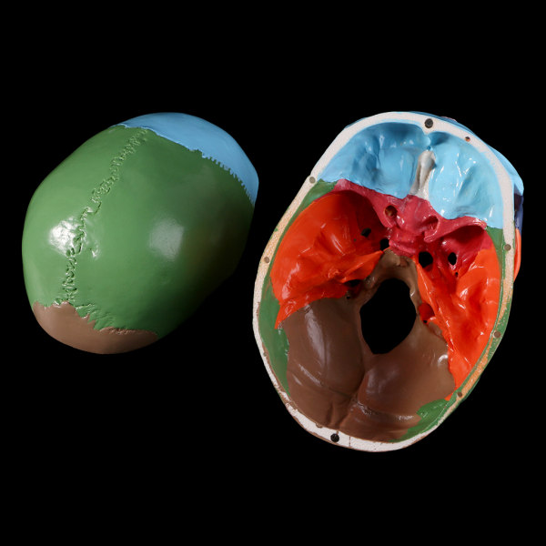 Livsstorlek färgglad mänsklig skalle modell Anatomisk anatomi Medicinsk undervisning skelett