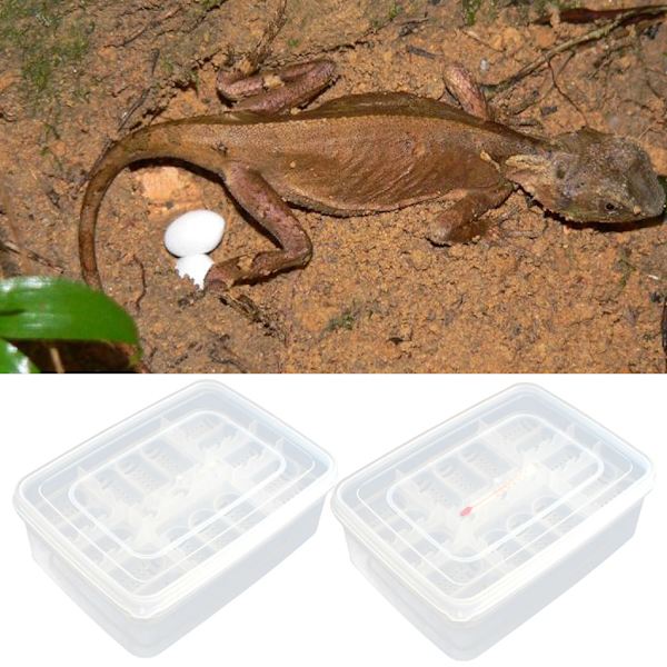 16 Grids Reptilegg Inkubator Reptiloppdrettsboks Reptilklekkebeholder Includes thermometer
