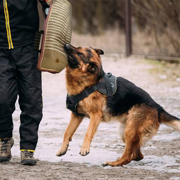 Kestävä interaktiivinen koiran puremislaukku Lemmikkiviihde Koiran koulutustarvikkeet Hinauslelu Koiran koulutus Interaktiivinen nouto