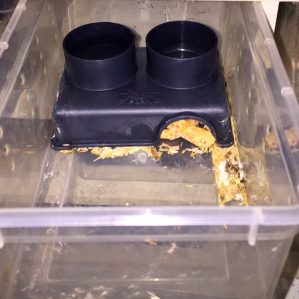 Anti-Escape Reptiliefoderskål med Reptilskjulested Hule Reptilfoderautomat
