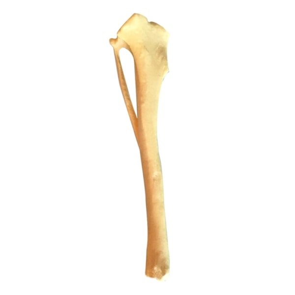 Dog Tibia Skjelettmodell, Dog Bone Model