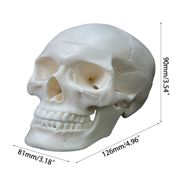 Naturlig storlek Människoskalle Huvud Modell Människoskalle Anatomisk modell Medicinsk kvalitet,Fristående cap 2 delar