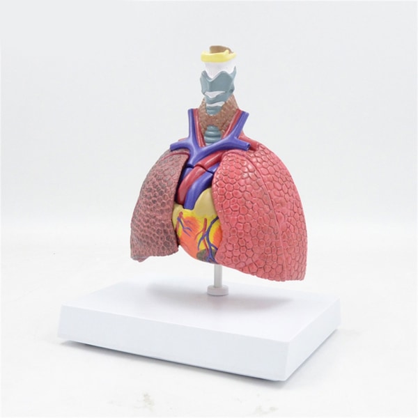 Anatominen patologinen keuhkomalli hengityselinten malli sairaalalle