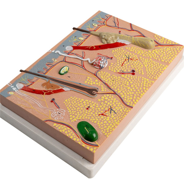Anatomisk Hudmodel 3D Hud Læremidler Model, Menneskehud Anatomimodel Menneskehudstruktur Anatomisk model