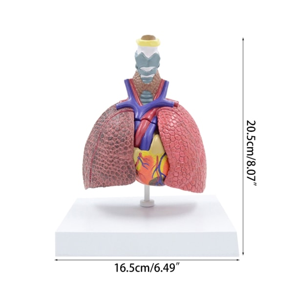 Anatominen patologinen keuhkomalli hengityselinten malli sairaalalle