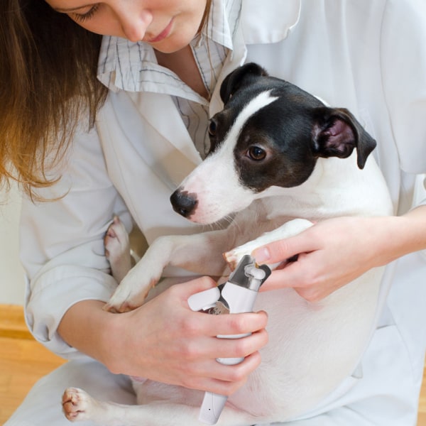 Ekspert Hundeklo-klipper