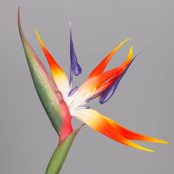 Paradisblomst og Hesperima Simuleringsblomst Arrangement Kunstig Blomst Hjemmedekorasjon 0.5