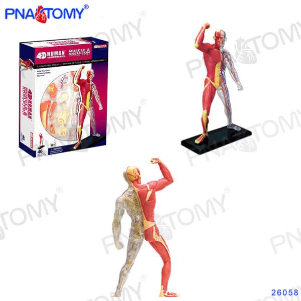4D MASTER MÄNNISKOANATOMISKA MODELLER DIY LEKSAKER KROPPSANATOMI UTBILDNINGSVERKTYG HJÄRNA HJÄRTA SKELETT ÖRA TORSO HAND NÄSA KNÄLED ÖGA Skeleton 46Parts