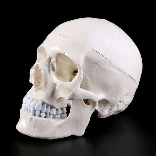 Mänsklig Anatomisk Anatomi Huvud Skelett Skalle Undervisningsmodell Skolmaterial Studievertyg White