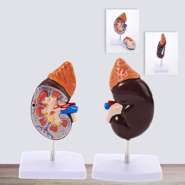 Människokroppens organ Viscera Frisk njure anatomi med binjure modell medicinska undervisningsmaterial
