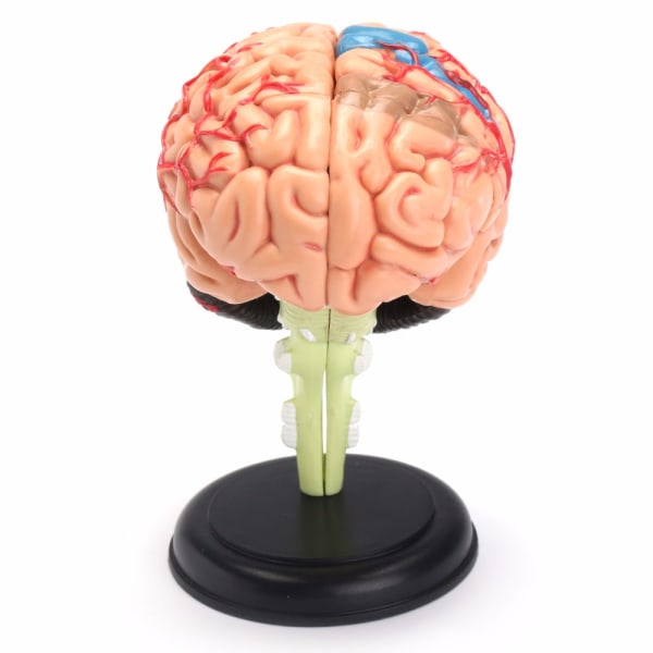 &quot;4D anatomisk människa, hjärnmodell Anatomi Medicinskt läromedel Leksaksstatyer Skulpturer Medicinsk skola Användning 7,2*6*10 cm &quot;